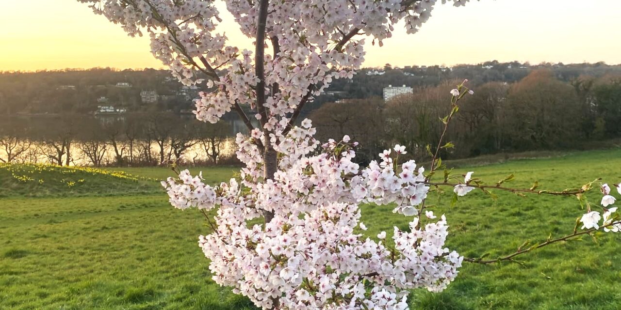 Sakura Cherry Blossom Trees Gifted to Bangor from Japan