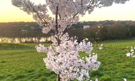 Sakura Cherry Blossom Trees Gifted to Bangor from Japan