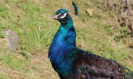 Welfare is the main priority for ‘Bangor’ Peacocks