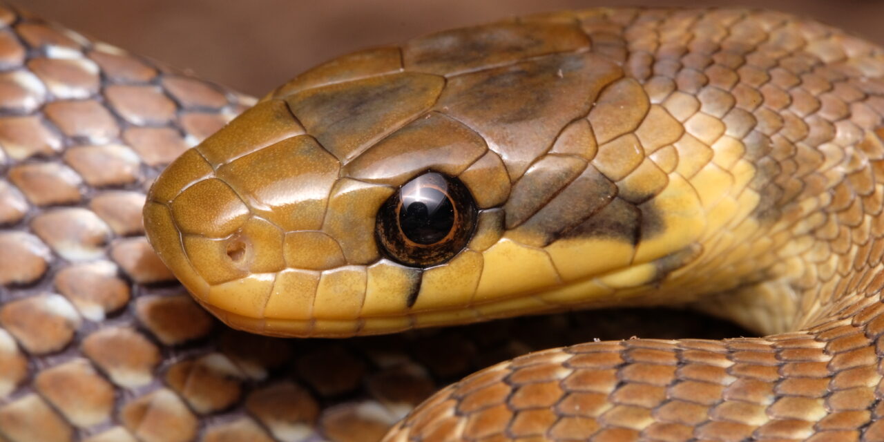 Snakes that escaped from Colwyn Bay Zoo are now thriving in North Wales