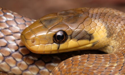 Snakes that escaped from Colwyn Bay Zoo are now thriving in North Wales