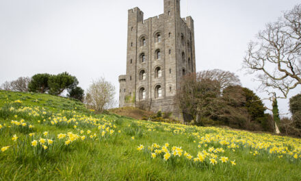 National Trust Cymru’s best places for daffodils on St David’s Day