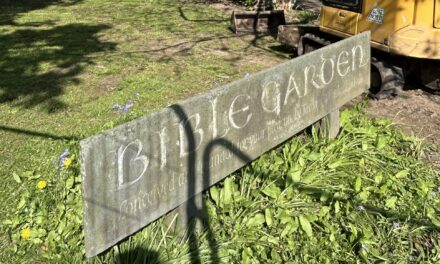 Restoration work begins on Bangor’s Bible Garden