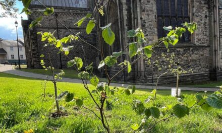 Gŵyl Ban Gor – Wattle Fest 2025: Celebrating 1,500 Years of Woodland Wisdom in Bangor