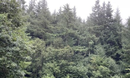 Tree felling to remove larch trees in Ogwen Valley
