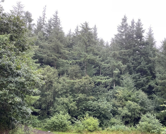 Tree felling to remove larch trees in Ogwen Valley