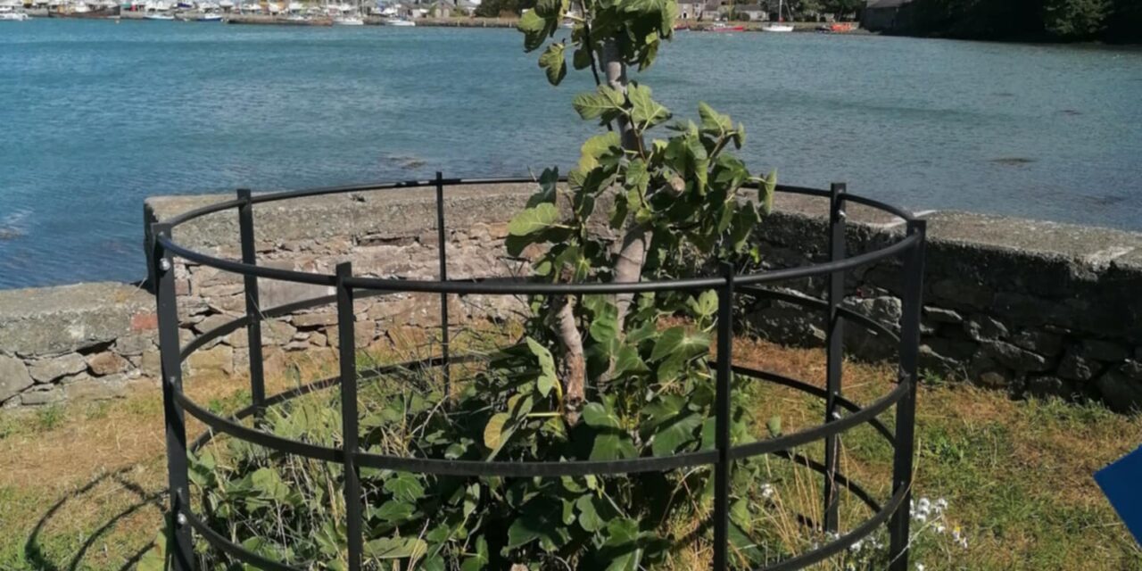 Iconic Bangor Fig Tree Thrives in New Home