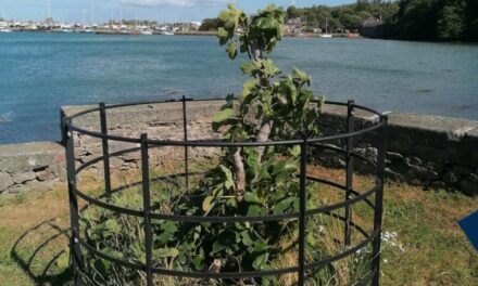Iconic Bangor Fig Tree Thrives in New Home