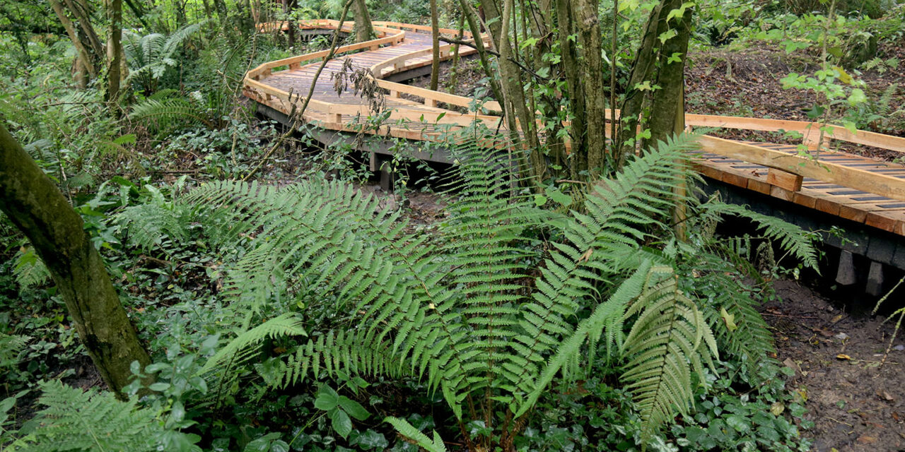 Treborth Botanic Garden recognised as the national collection holder of Welsh native ferns