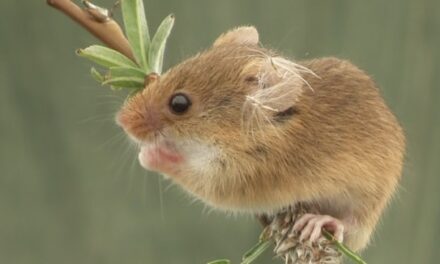 Volunteers Needed to Support National Harvest Mouse Survey in Wales