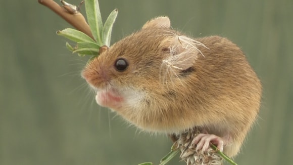 Volunteers Needed to Support National Harvest Mouse Survey in Wales