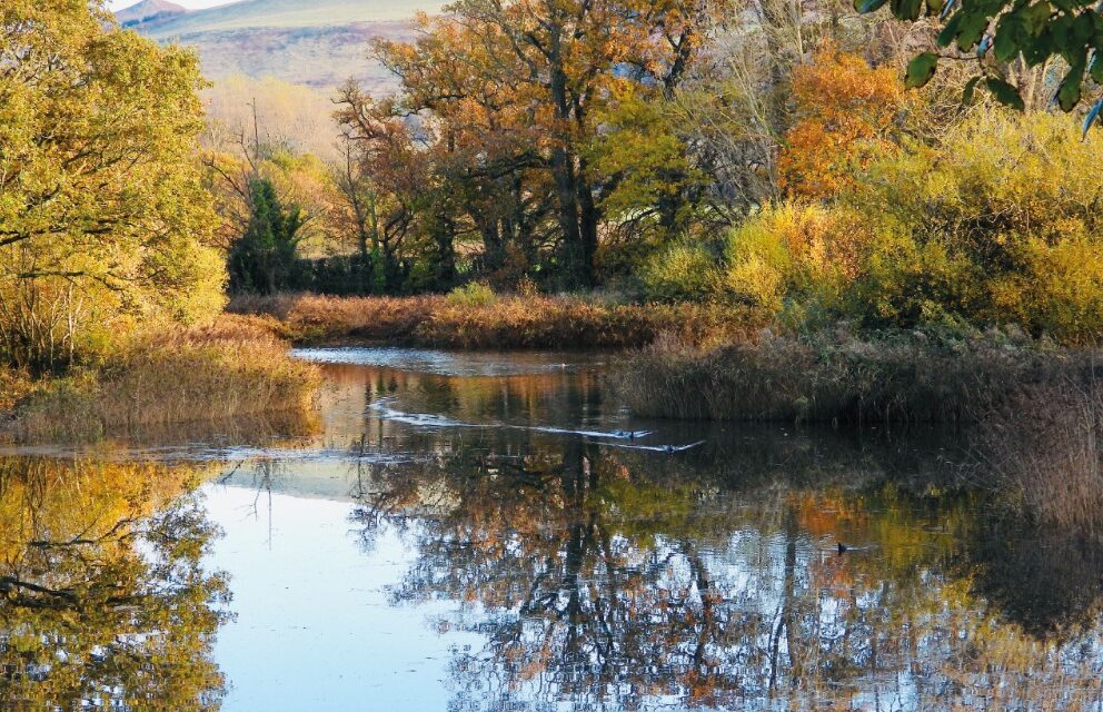 Spinnies Nature Reserve to be known as ‘Llyn Celanedd’