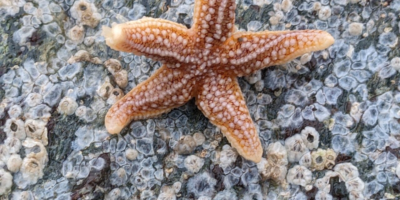 Top 5 Species to Spot Rock Pooling in Menai Bridge This Winter