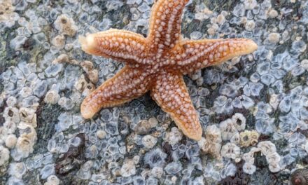Top 5 Species to Spot Rock Pooling in Menai Bridge This Winter