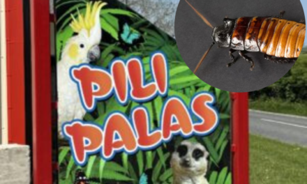 Got an Ex That Still Bugs You? Pili Palas Has the Perfect Solution!