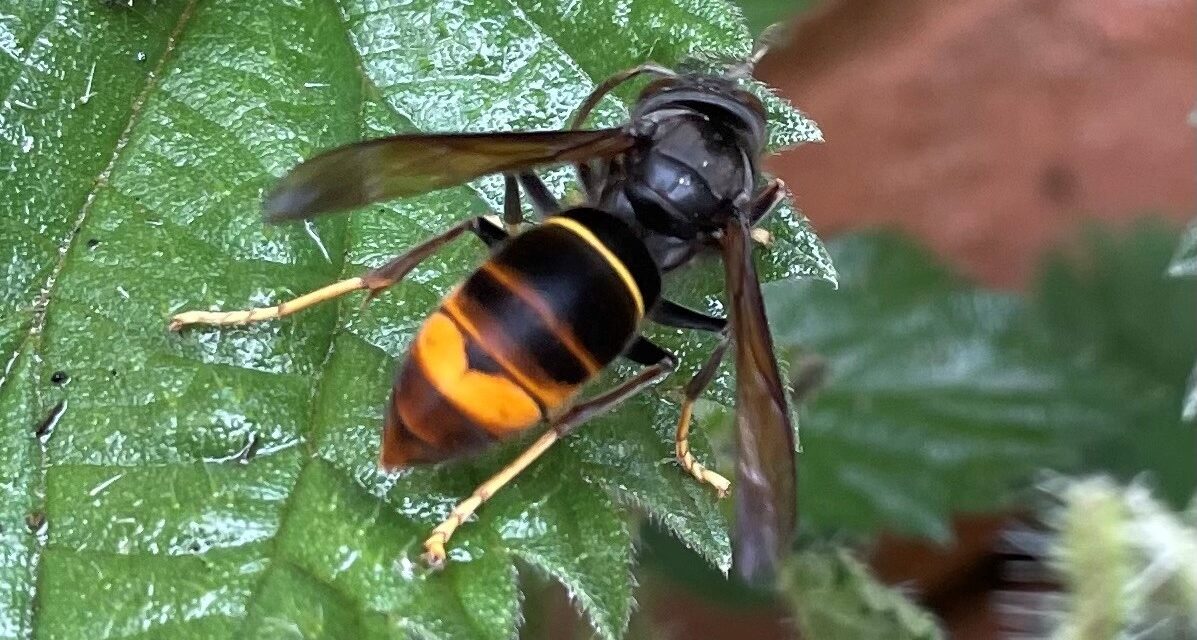 First Asian Hornets Confirmed in Wales
