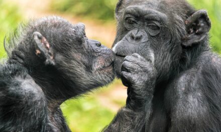Bangor University and Welsh Mountain Zoo strengthen partnership to advance conservation and education 