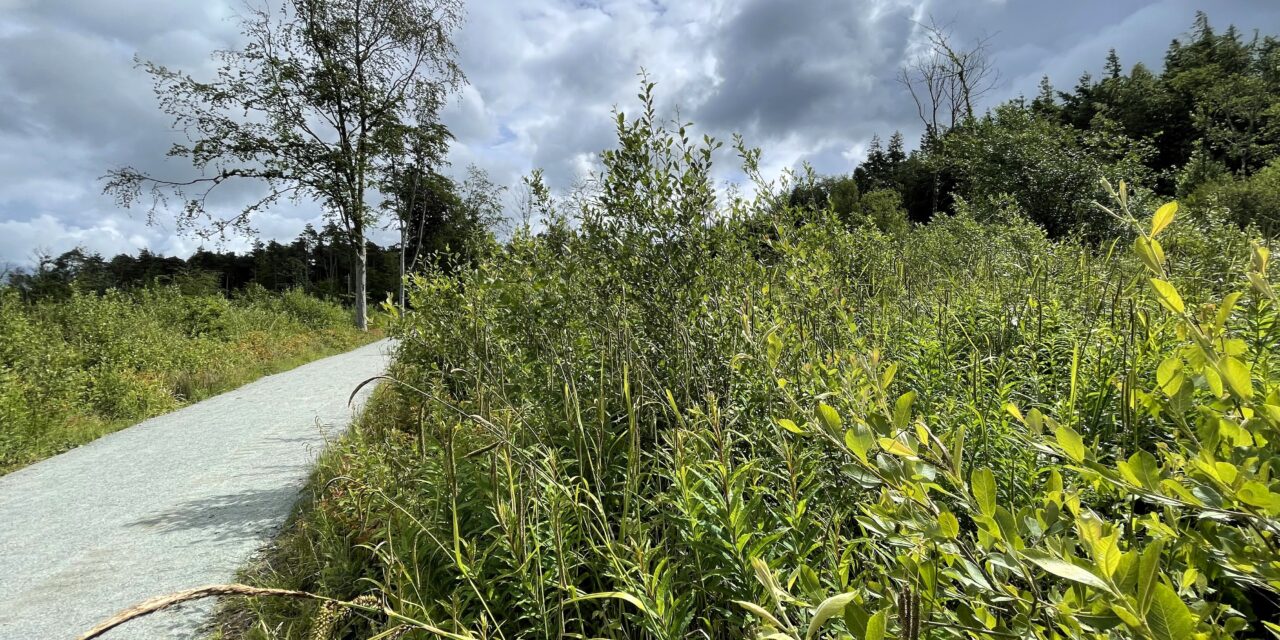 New Project to enhance Glan Faenol woodland for wildlife and communities