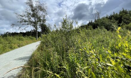 New Project to enhance Glan Faenol woodland for wildlife and communities